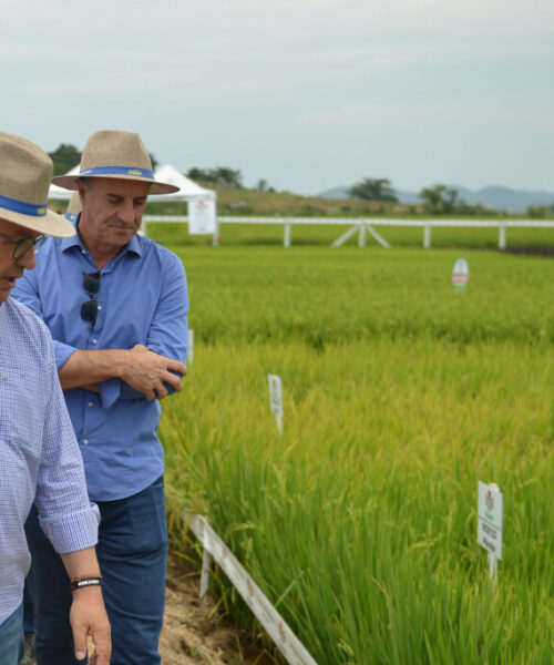 Governador participa da abertura oficial da colheita do arroz em Tubarão
