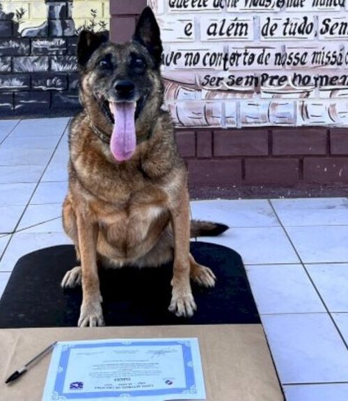 Canil do 9º BPM completa 20 anos e aposenta cadela policial Flecha