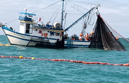 SC pode ir à justiça para garantir a pesca da Tainha