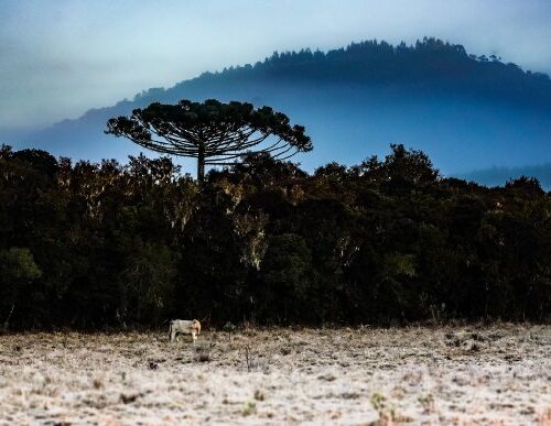 Coluna “Pelo Estado”, 19 de junho