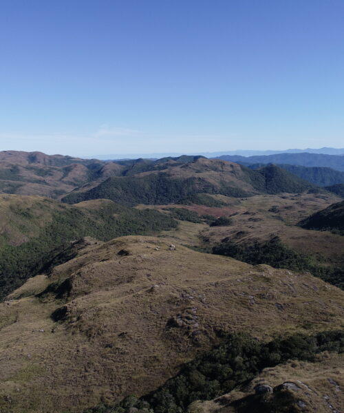 Nova espécie de anfíbio é descoberta na Parque Estadual da Serra do Tabuleiro