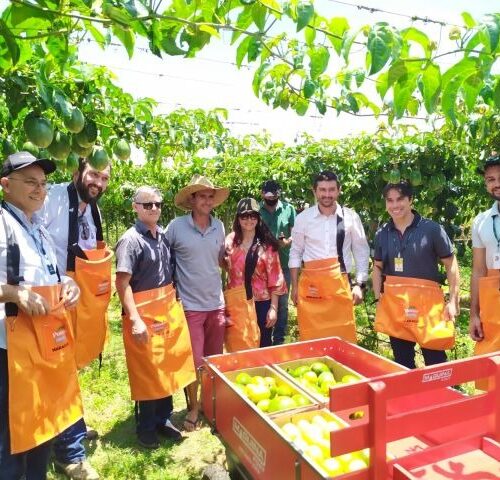 Santa Catarina abre a colheita de maracujá na próxima quarta-feira