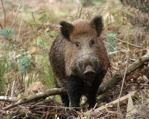 Ibama retomará licenças para caça e manejo aos javalis