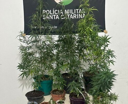 Polícia Militar localiza plantação de maconha em Palhoça