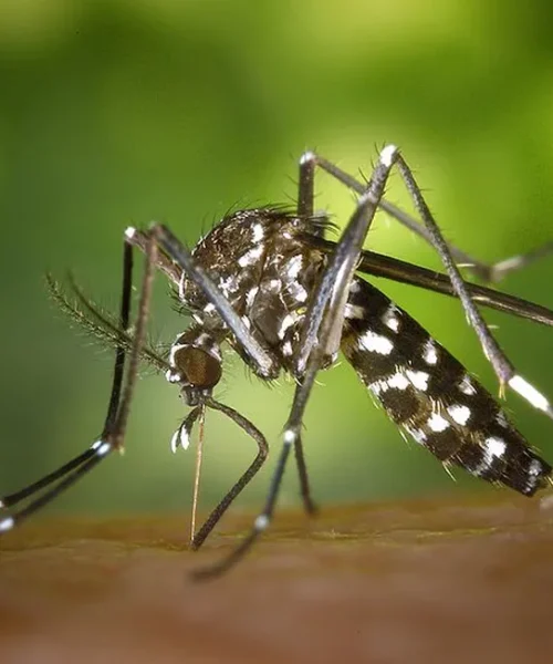 Pesquisa constata que dengue se espalha para o Sul e Centro-Oeste