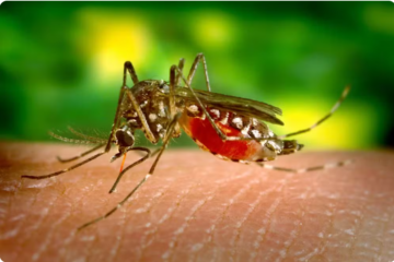Dengue em SC: Estado ultrapassa 100 óbitos pela doença e Saúde reforça importância da prevenção