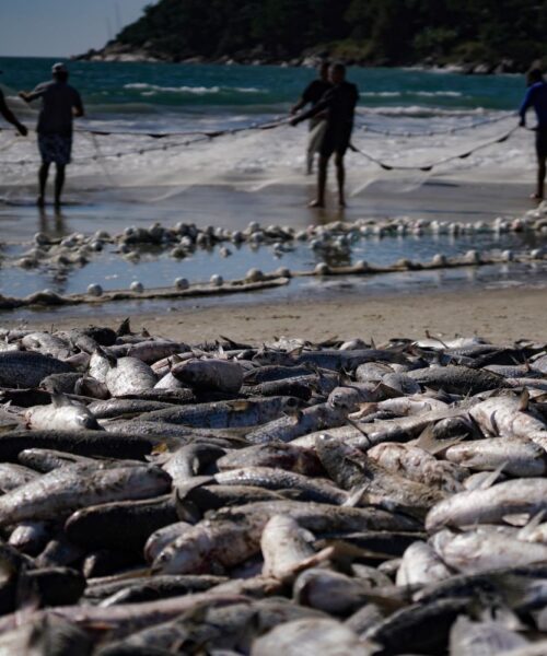 Pescadores artesanais capturam mais de 780 mil tainhas na modalidade arrasto de praia e superam a safra de 2023