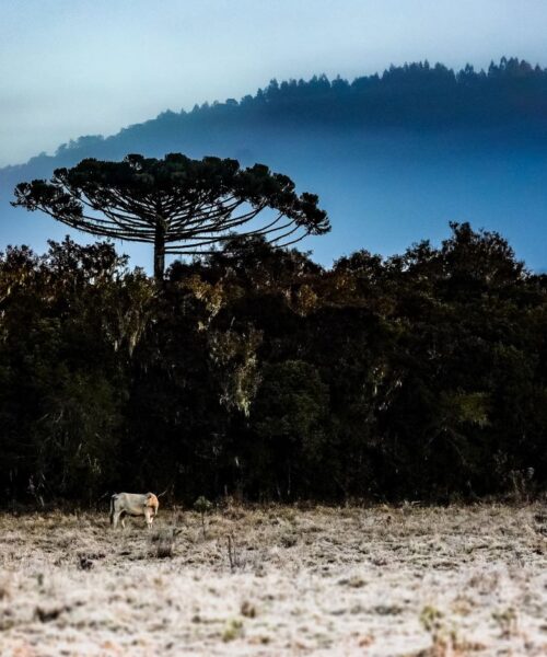 Previsão indica frio intenso e possibilidade de neve em Santa Catarina neste fim de semana