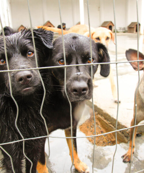 É lei: SC terá cadastro de cuidadores de animais abandonados