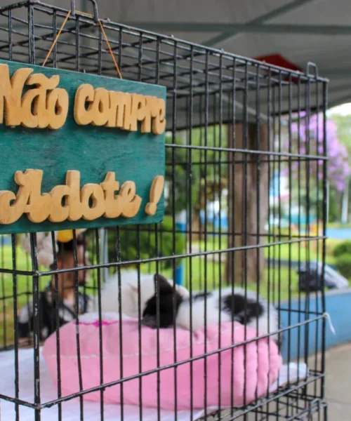 Prefeitura de Torres promove feira de adoção de cães na próxima sexta-feira, 21 de fevereiro