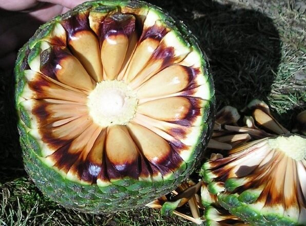 Período do defeso do pinhão ajuda a preservar a flora, a fauna e os benefícios socioeconômicos do extrativismo