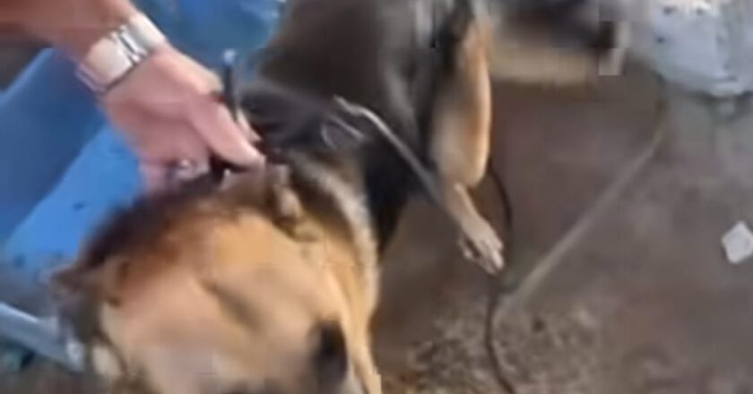 Passo de Torres: Polícia Civil resgata animal em maus tratos no bairro Alto Feliz