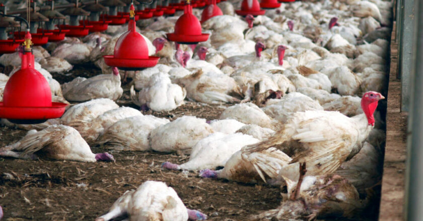 Gripe aviária não deve impactar preço da carne de frango, diz ministro