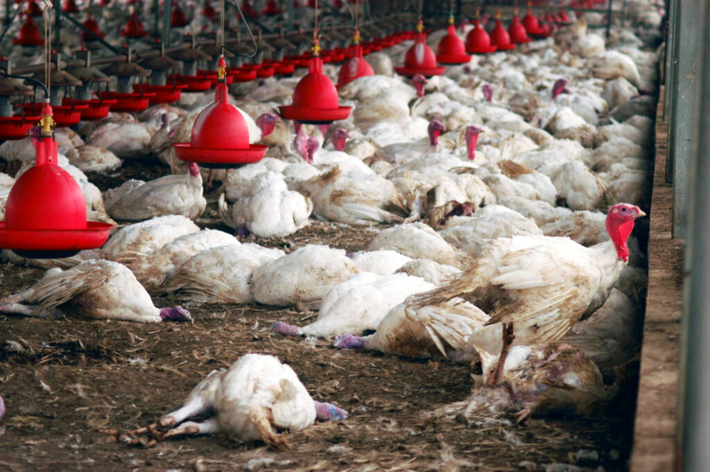 Gripe aviária não deve impactar preço da carne de frango, diz ministro