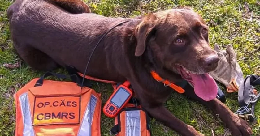 Morre Guapo, o cão herói do Corpo de Bombeiros do RS