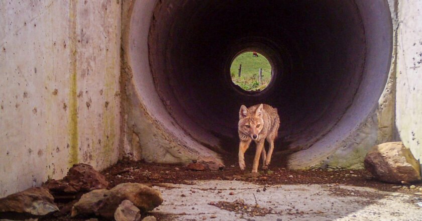 DNIT realiza monitoramento do uso de passagens de fauna pela vida silvestre, na BR-285, no Rio Grande do Sul