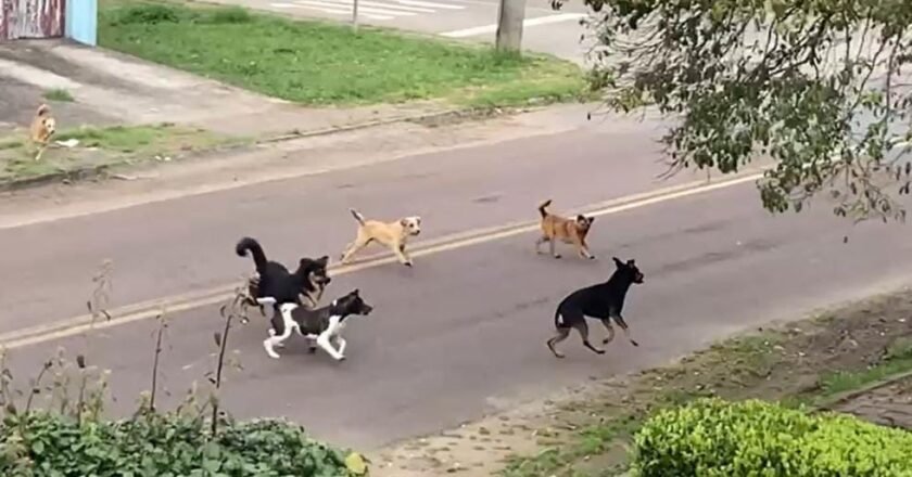 Migração de Cães em Balneário Gaivota Preocupa Protetoras da Causa Animal
