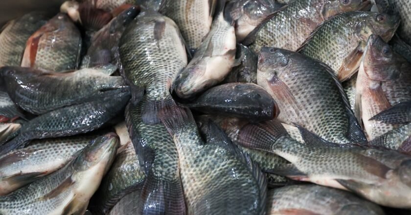 Governo de SC proíbe entrada e comercialização de tilápia do Vietnã para blindar produção estadual contra vírus exótico
