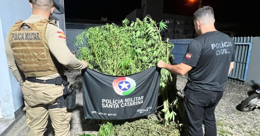 Roça de maconha no centro de Passo de Torres