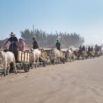 2ª Carreteada Serra e Mar reúne mais de 150 carros de boi em Passo de Torres