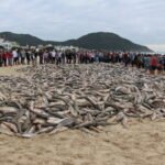 Pesca da tainha em SC deve ser liberada depois de ser encerrada pelo Governo Federal