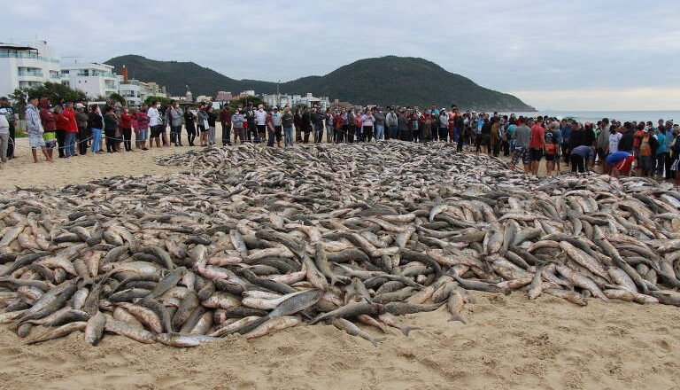 Pesca da tainha em SC deve ser liberada depois de ser encerrada pelo Governo Federal