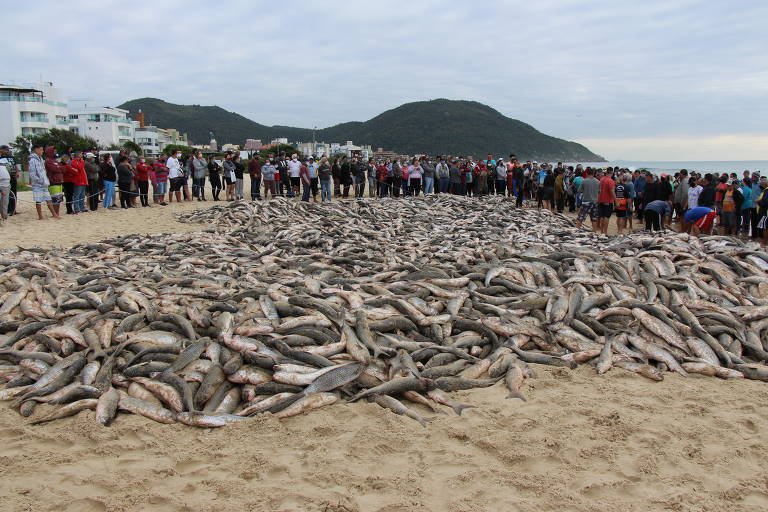 Pesca da tainha em SC deve ser liberada depois de ser encerrada pelo Governo Federal