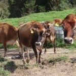 Pronampe Leite: programa para apoiar produtores catarinenses atinge R$108 milhões em 90 dias de operações