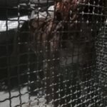 MOMENTO DA CAPTURA DO PITBULL QUE MATOU UMA MULHER EM ARROIO DO SAL