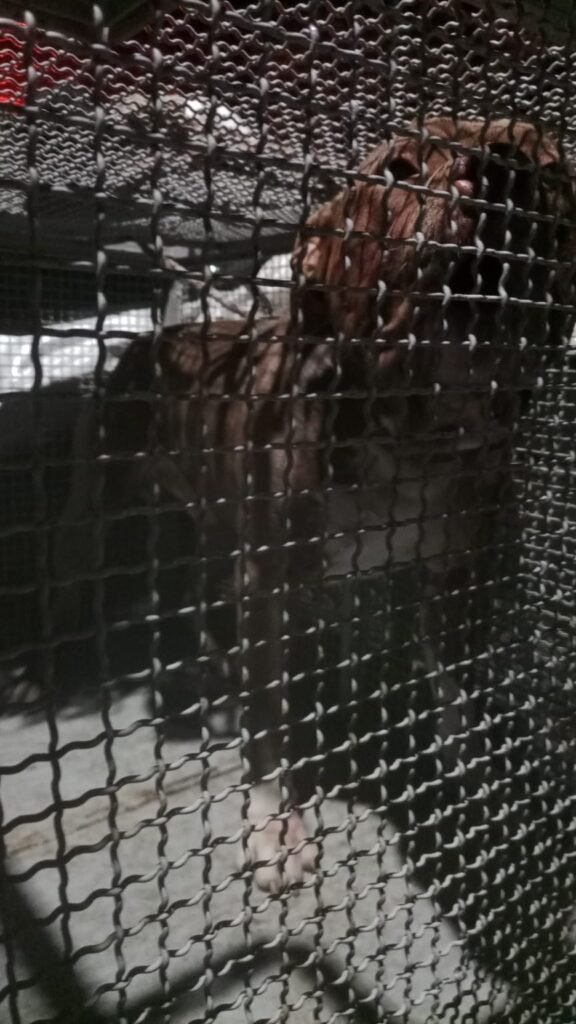 MOMENTO DA CAPTURA DO PITBULL QUE MATOU UMA MULHER EM ARROIO DO SAL