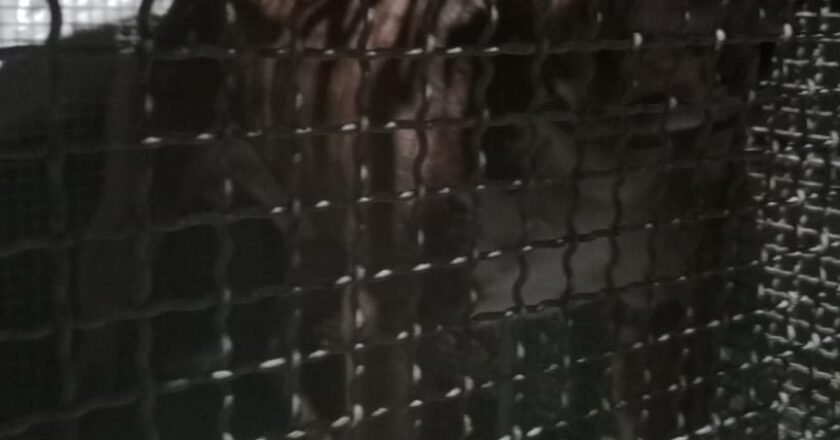 MOMENTO DA CAPTURA DO PITBULL QUE MATOU UMA MULHER EM ARROIO DO SAL